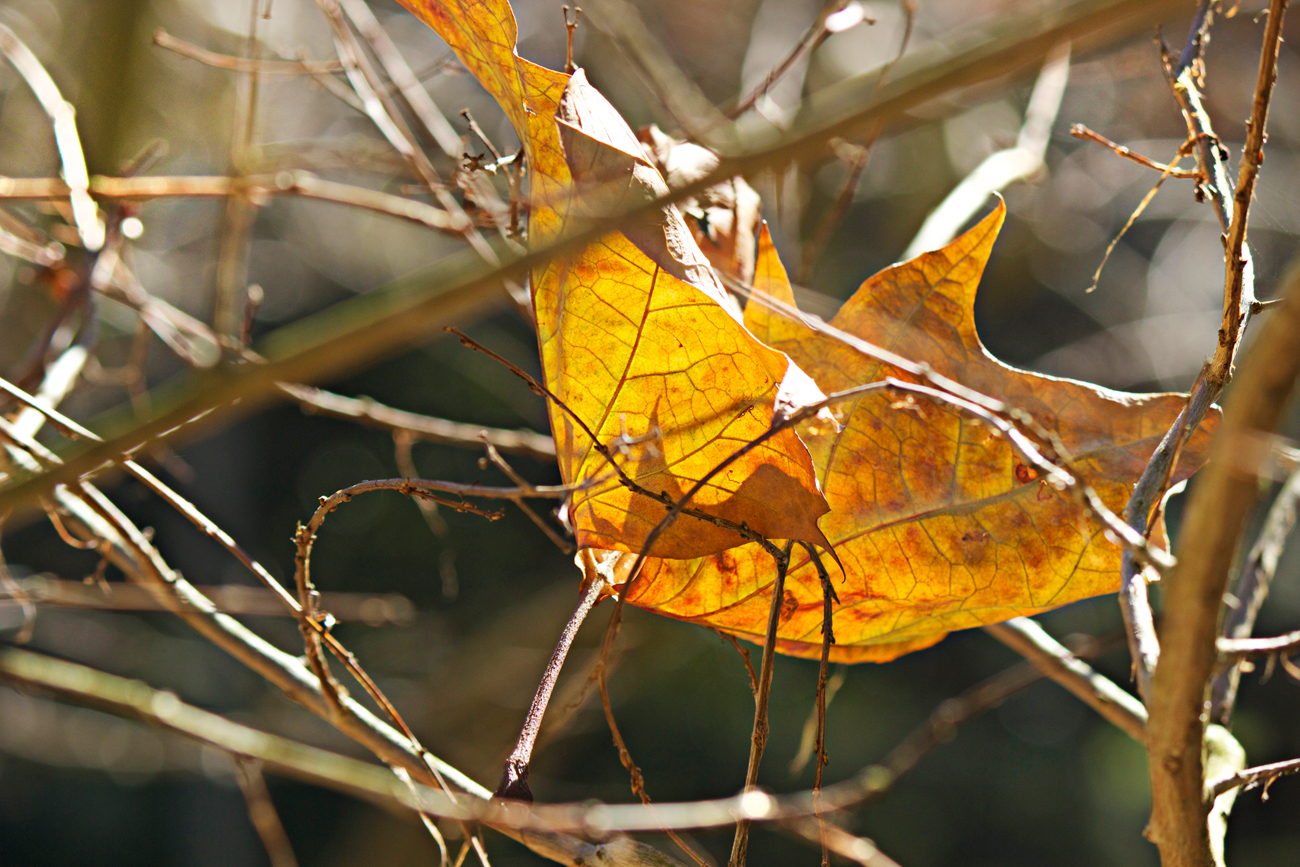 crinkled fall leaf photography - photo copyright Allison Beth Cooling