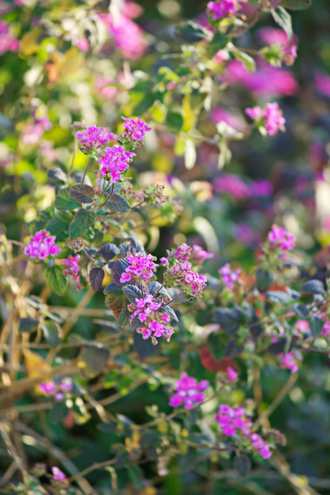 purple flowers - photo copyright Allison Beth Cooling