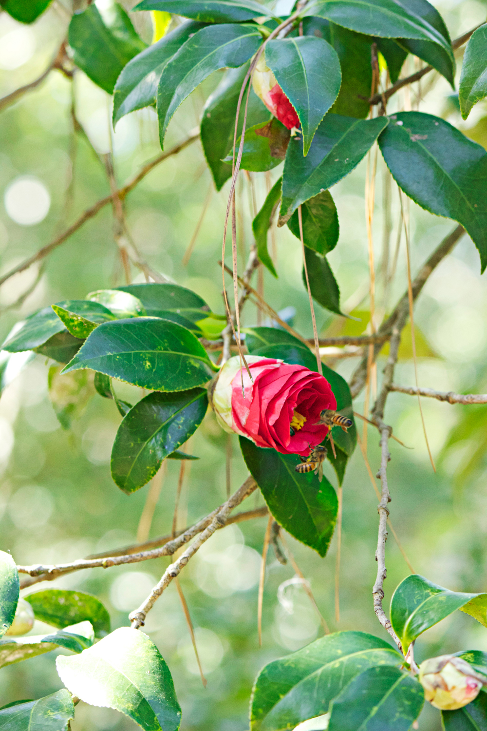 red camellia flowers - photo copyright Allison Beth Cooling