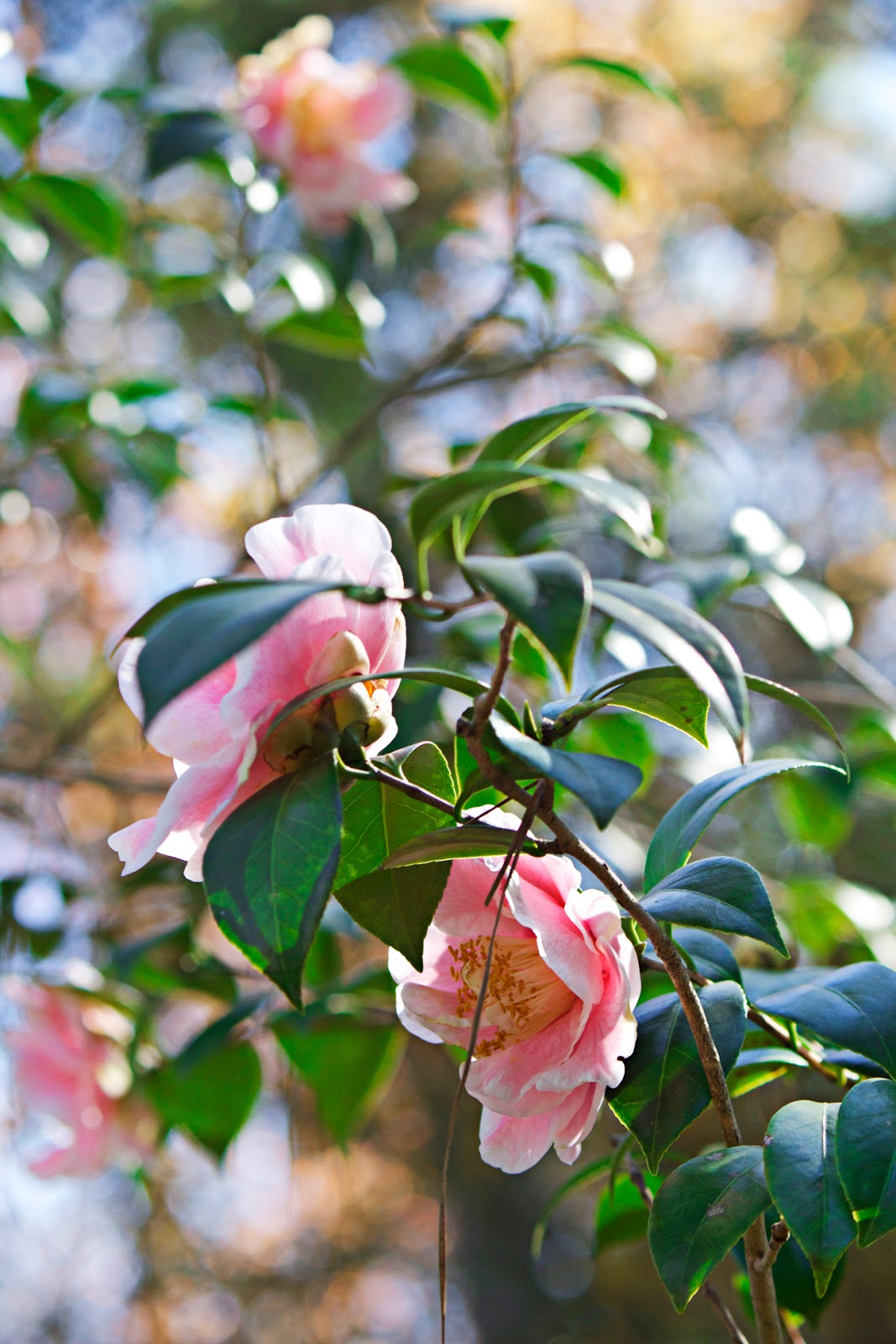 pink foliage - photo copyright Allison Beth Cooling