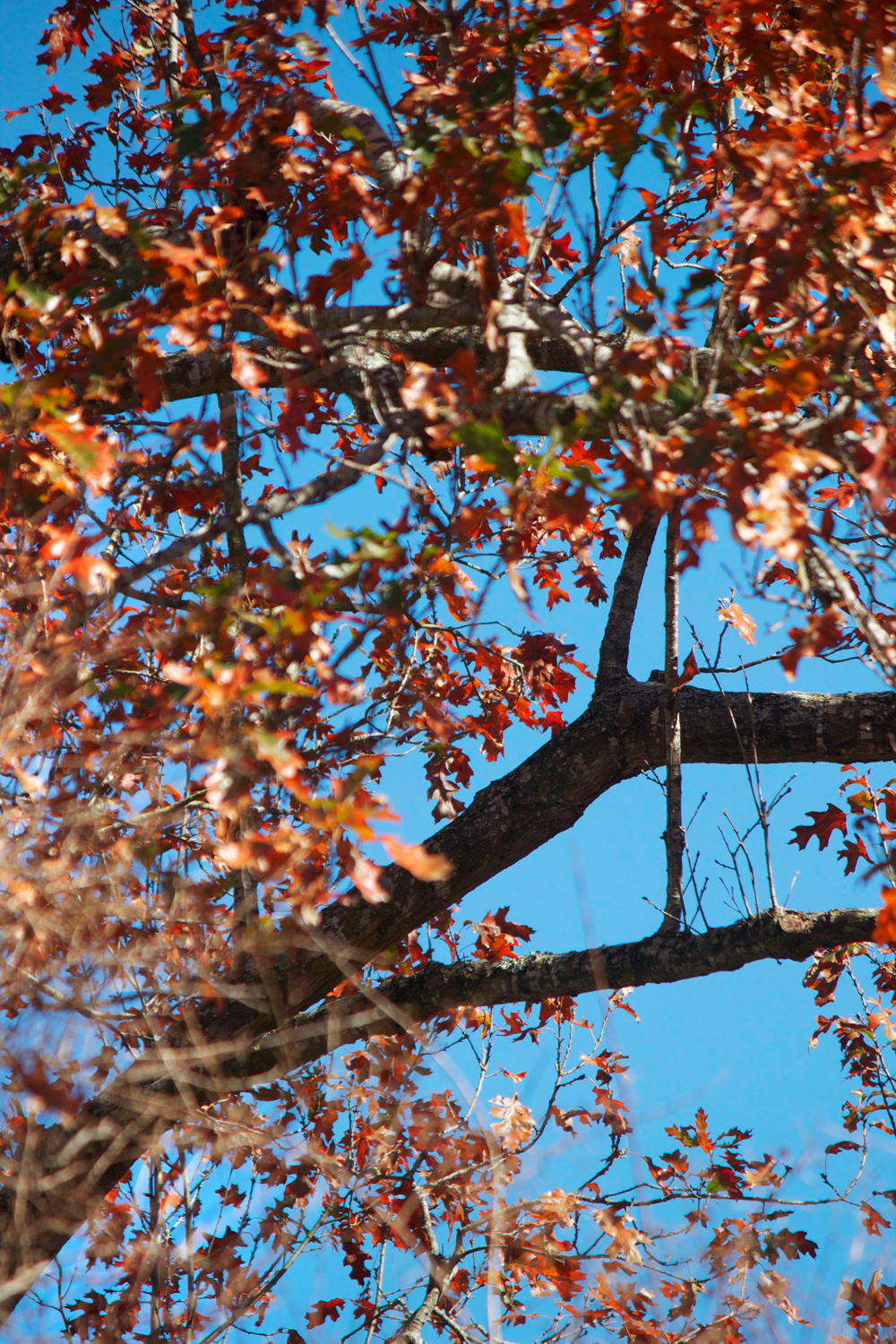 fall leaves with blue skies - photo copyright Allison Beth Cooling