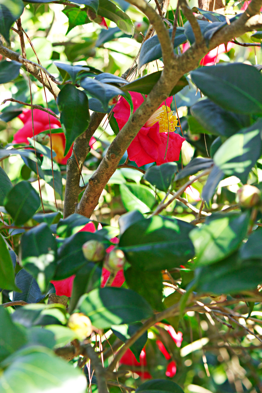 red peonies - photo copyright Allison Beth Cooling