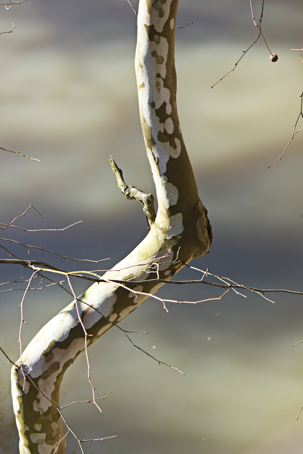 birch branch - photo copyright Allison Beth Cooling