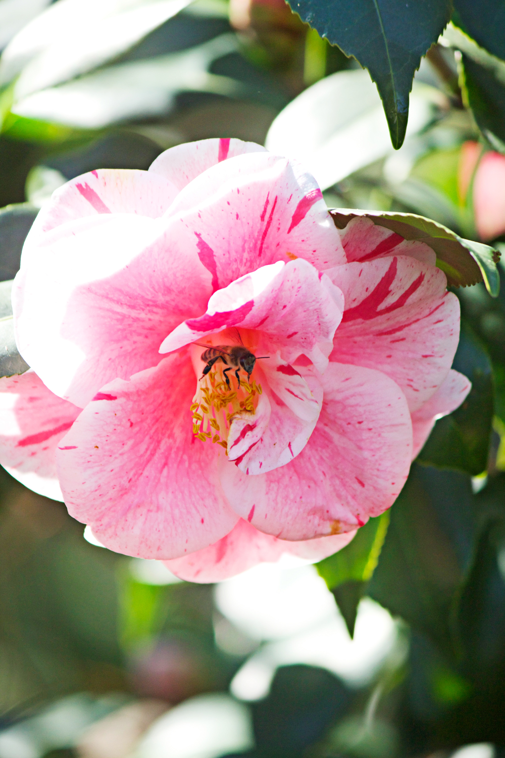 pink roses - photo copyright Allison Beth Cooling