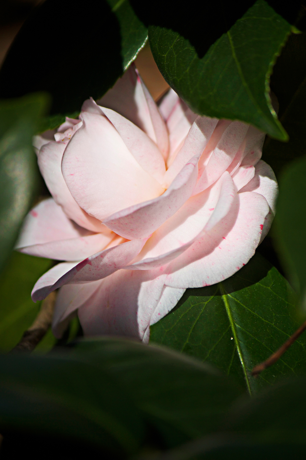 pink camellia flower - photo copyright Allison Beth Cooling