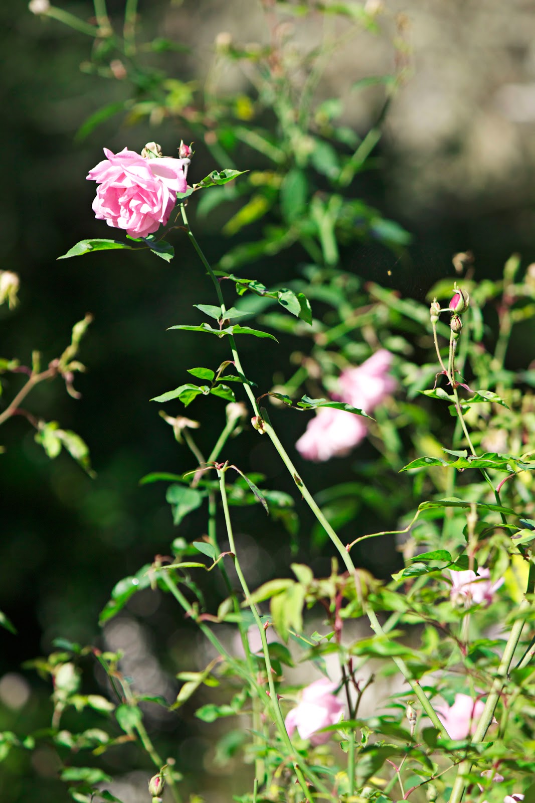 pretty pink vintage roses with foliage - photo copyright Allison Beth Cooling