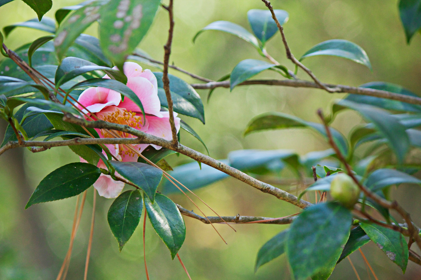 pink camellia with foliage - photo copyright Allison Beth Cooling
