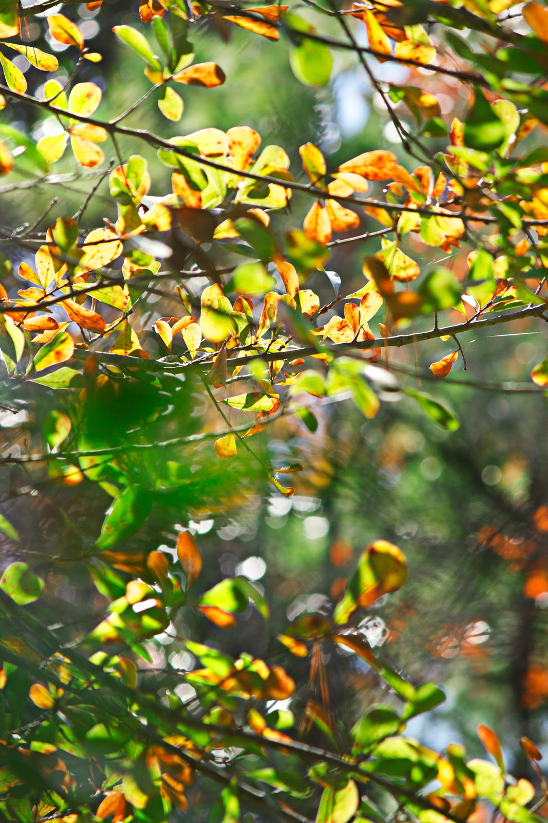 bokeh leaves - photo copyright Allison Beth Cooling