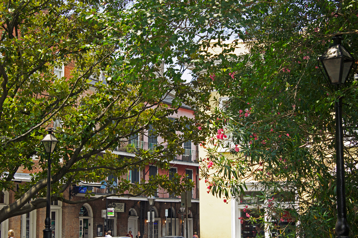 nature in the french quarter -photo by Quiet Lion Creations