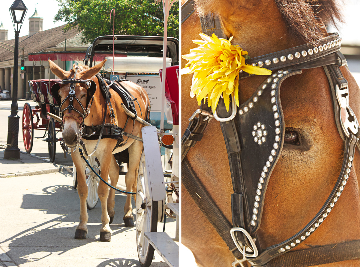 horse drawn carriage -photo by Quiet Lion Creations