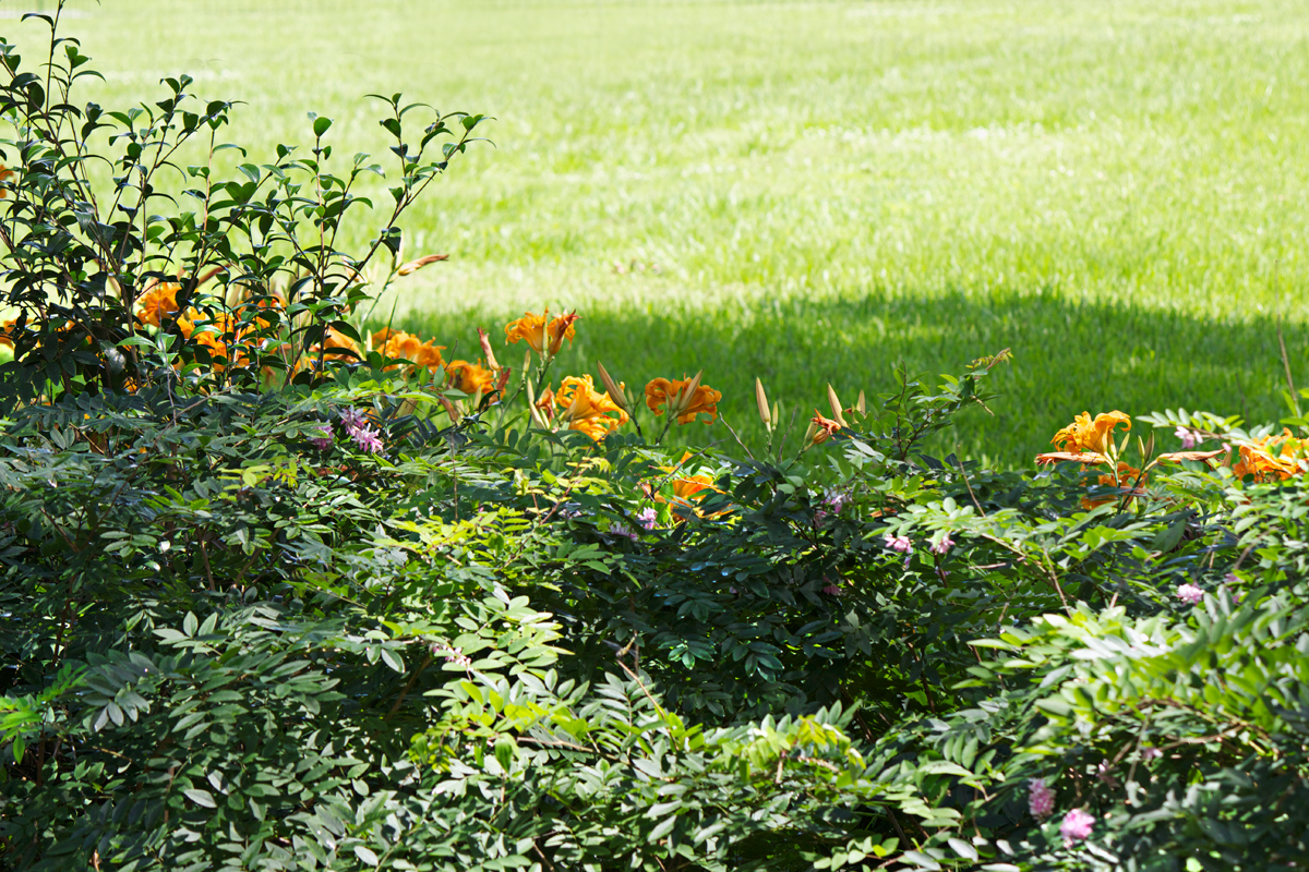 Oak valley Plantation -photo by Quiet Lion Creations