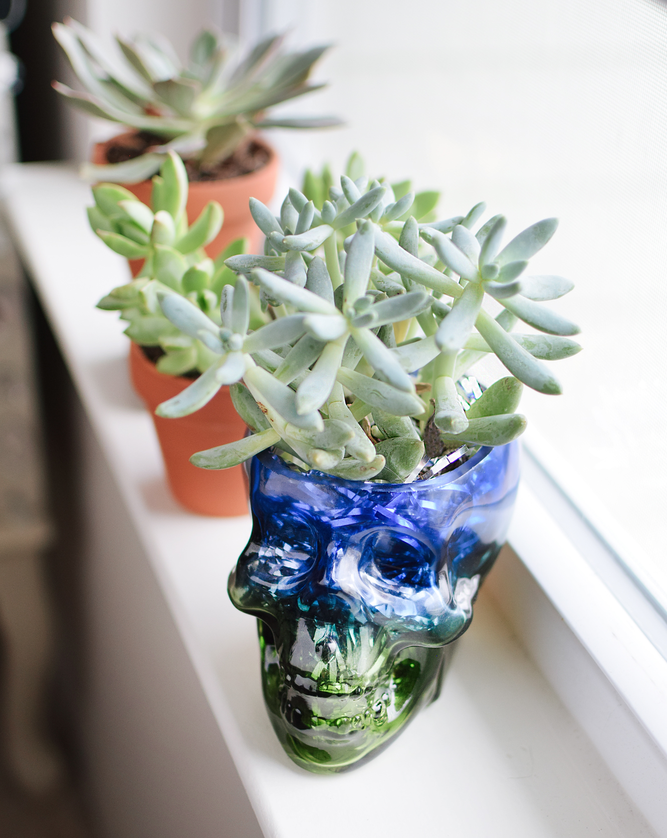 diy skull succulent quiet lion creations, quietlioncreations.com