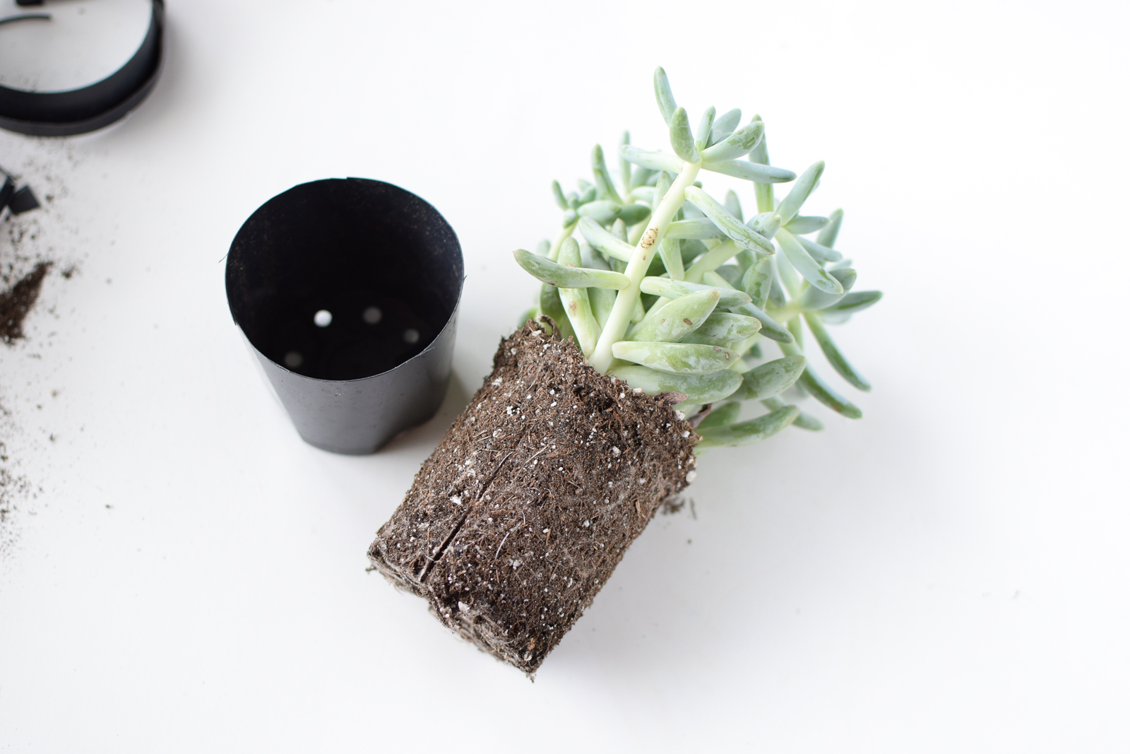 diy skull succulent quiet lion creations, quietlioncreations.com