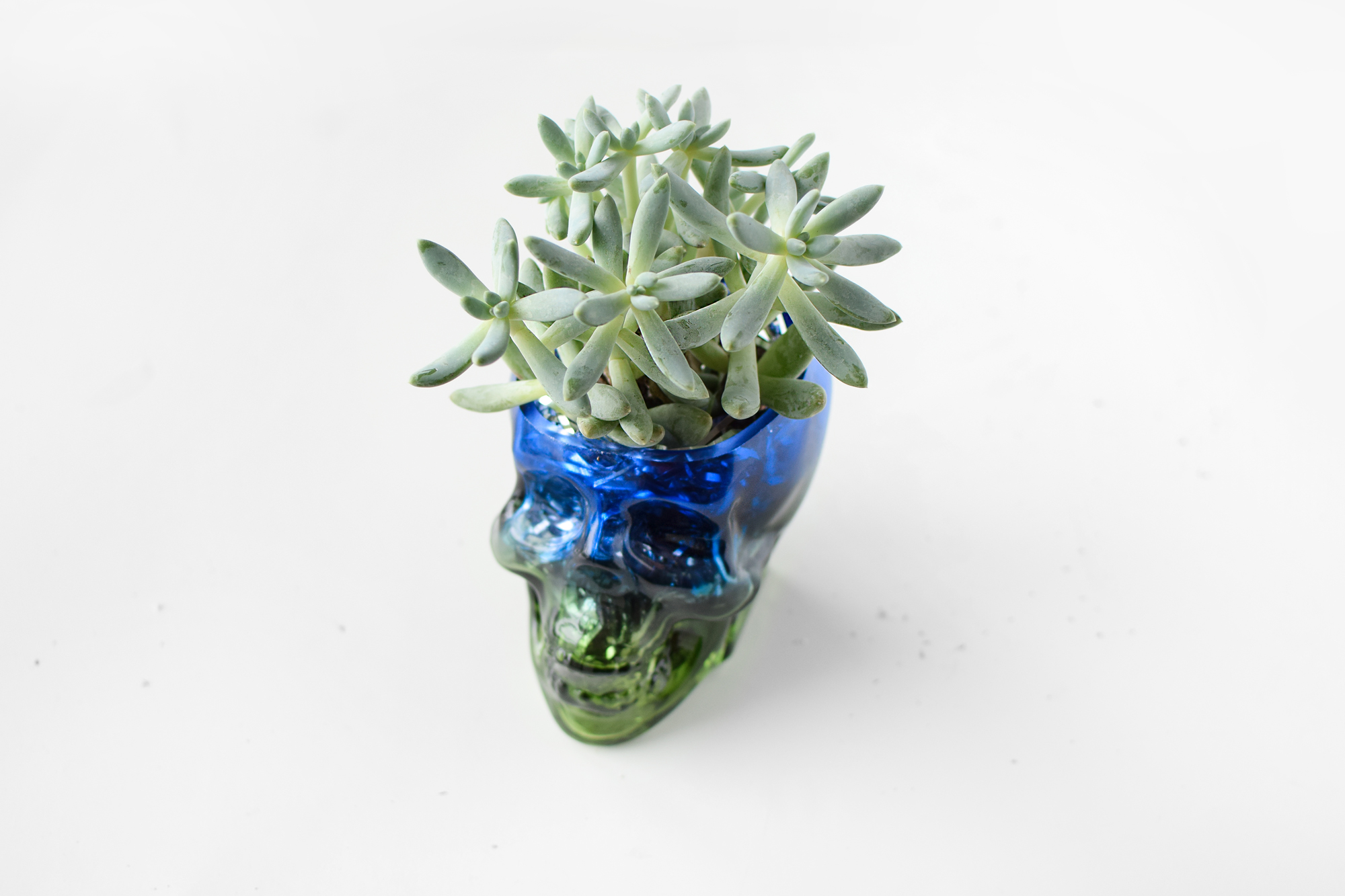 diy skull succulent quiet lion creations, quietlioncreations.com